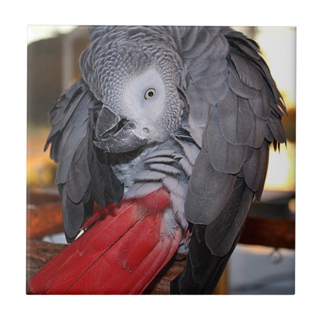 Flexible Congo African Grey Parrot with Red Tail Ceramic Tile (Front)