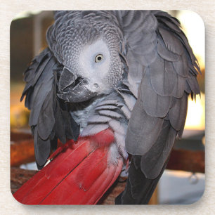 Flexible Congo African Grey Parrot with Red Tail Coaster