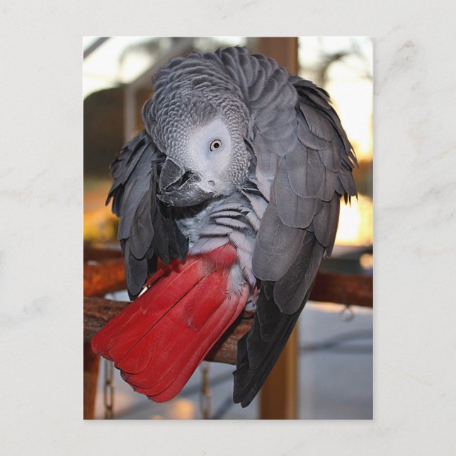 Flexible Congo African Grey Parrot with Red Tail Postcard (Front)