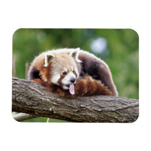 Flexible magnet Photo red panda , animals 0254.