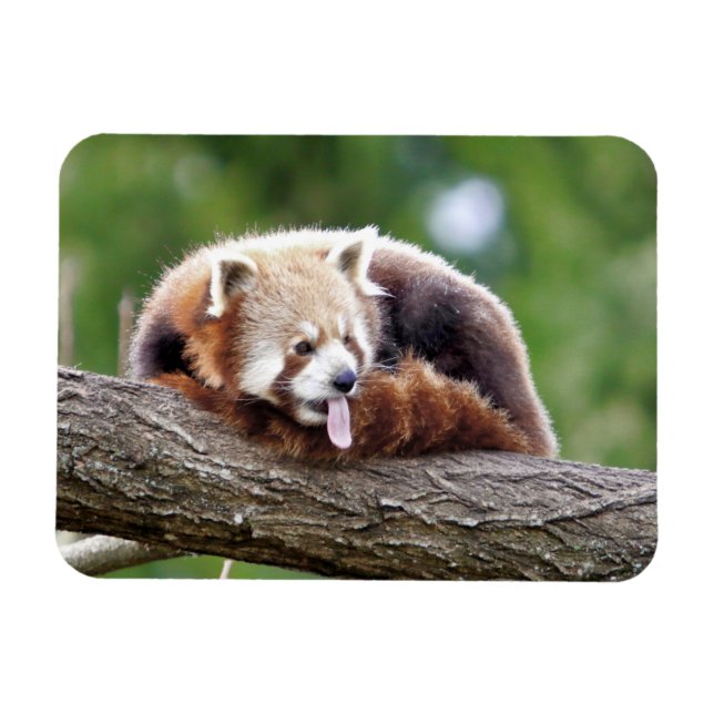 Flexible magnet Photo red panda , animals 0254. (Horizontal)