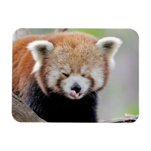 Flexible magnet Photo red panda , animals 0259.