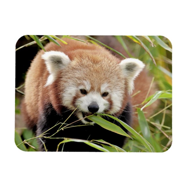 Flexible magnet Photo red panda , animals 0261. (Horizontal)