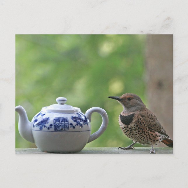 Flicker and Teapot Postcard (Front)