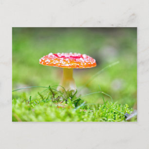Fliegenpilz Postcard
