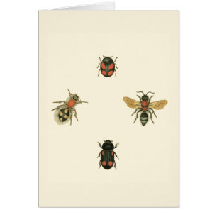Flies and Beetles by Vision Studio