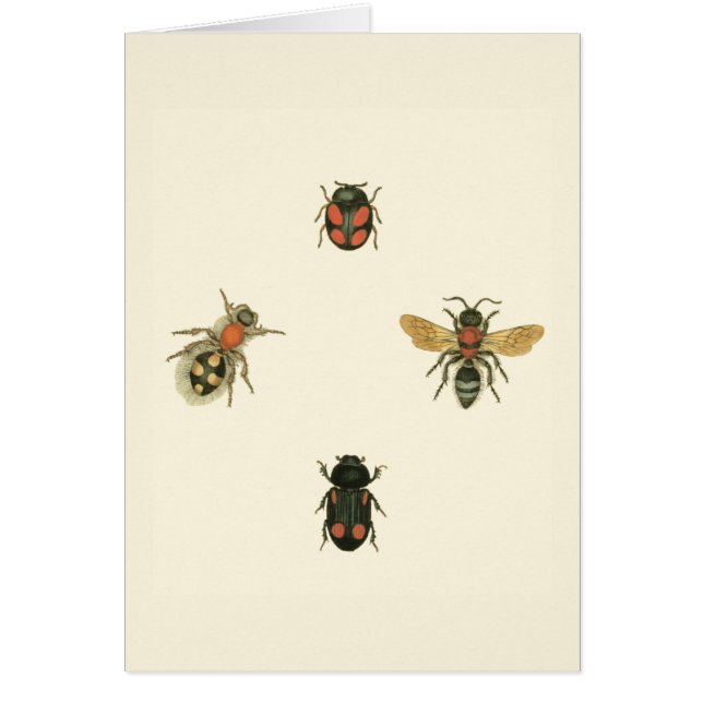 Flies and Beetles by Vision Studio (Front)