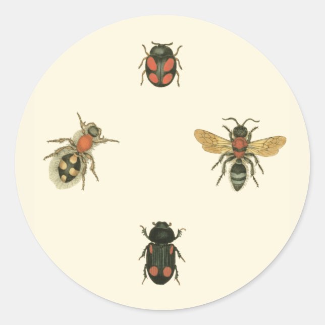 Flies and Beetles by Vision Studio Classic Round Sticker (Front)