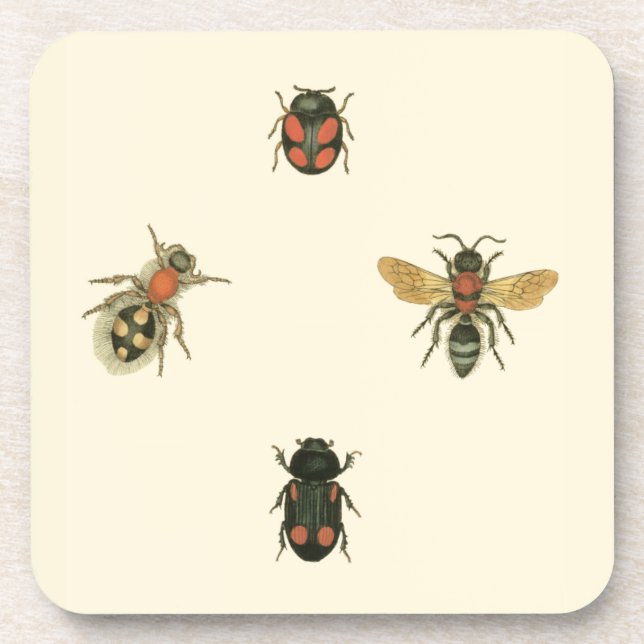 Flies and Beetles by Vision Studio Coaster (Front)