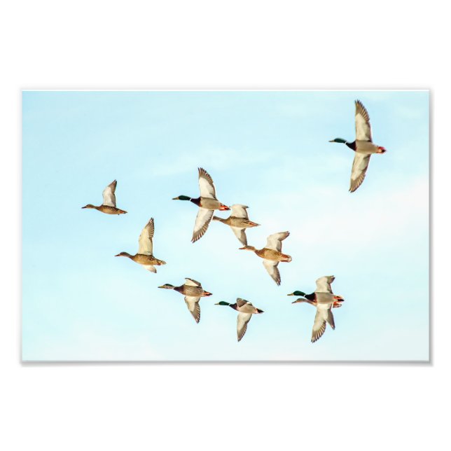 Flight of Mallards Photo Print (Front)