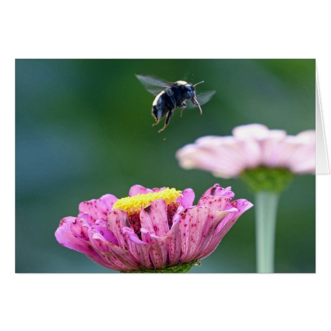 Flight of the Bumblebee (Front Horizontal)