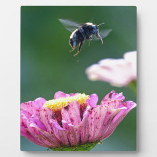 Flight of the Bumblebee Plaque