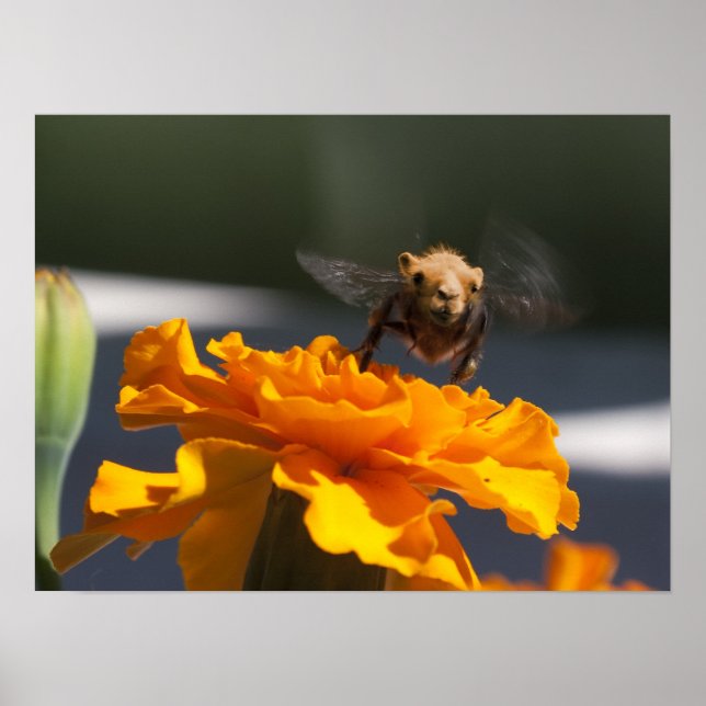 Flight of the Bumblecamel Poster (Front)