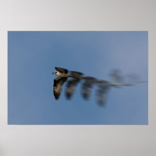 Flight of the Osprey Poster