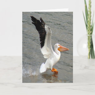 Flight of the Pelican Card