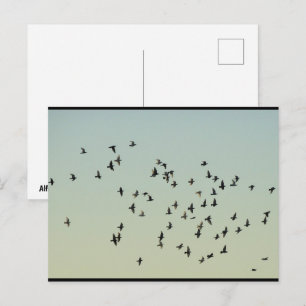 Flight of the Pigeons Postcard
