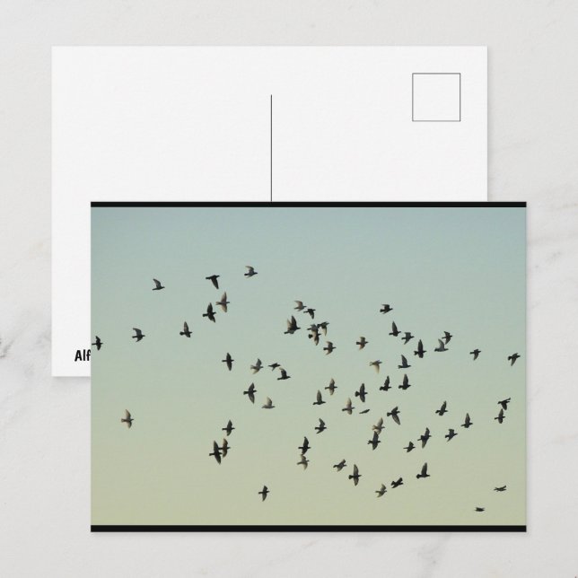 Flight of the Pigeons Postcard (Front/Back)