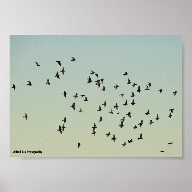 Flight of the Pigeons Poster (Front)