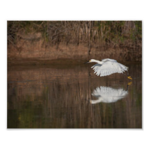 Flight of the Snowy Egret Photo Print