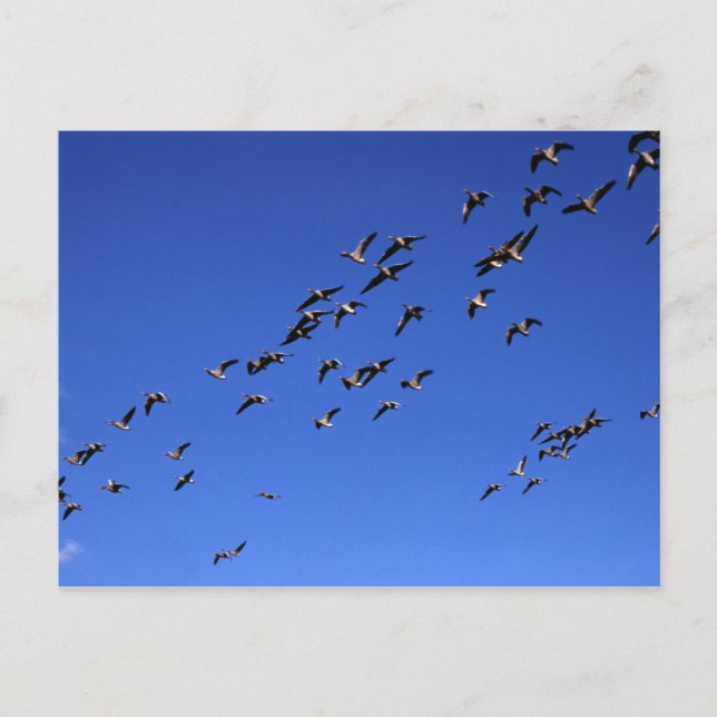 Flight of the Wild Geese - Postcard (Front)