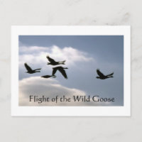 Flight of the Wild Goose - torn edges postcard