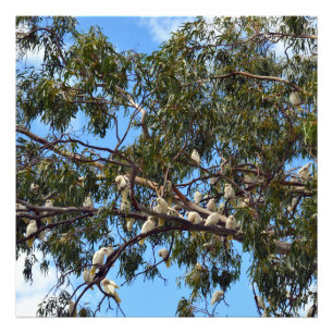 "Flight of the Wild: White Australian Cockatoos  Photo Print
