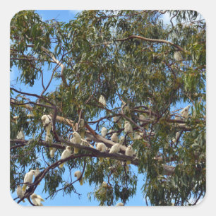 "Flight of the Wild: White Australian Cockatoos Square Sticker