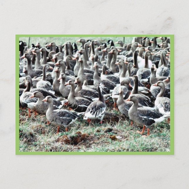 Flightless White-fronted Geese in Pen Postcard (Front)