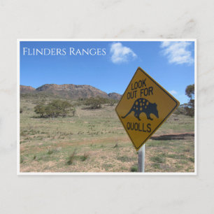flinders ranges quolls postcard