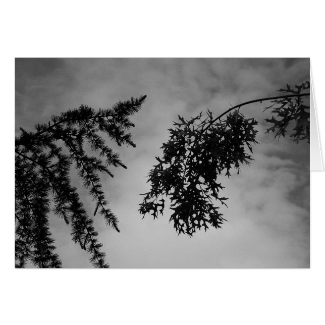 Flirtation (Front Horizontal)