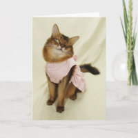 Flirty Cat Somali Cat