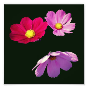 Floating Cosmos Daisy Flower Trio 8x8 Photo Print