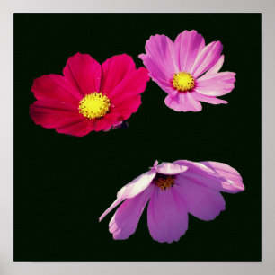 Floating Cosmos Daisy Flower Trio Poster