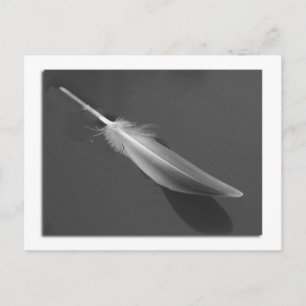 Floating Feather Postcard