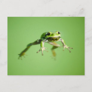 Floating frog in transparent and calm water . postcard