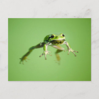 Floating frog in transparent and calm water . postcard