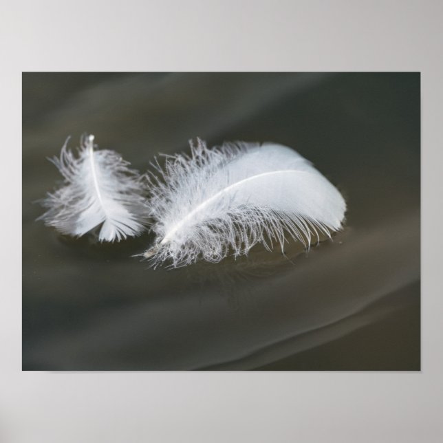 Floating Goose Feathers Poster (Front)