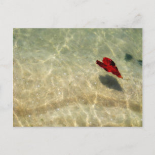 Floating Heart Postcard