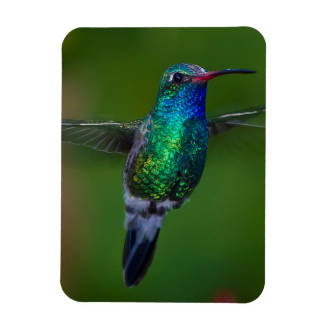 Floating Hummingbird Magnet (Vertical)