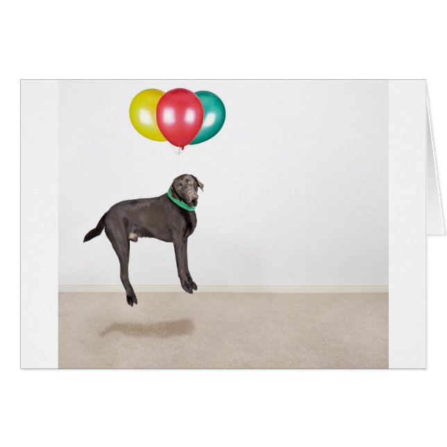 Floating Labrador (Front Horizontal)