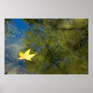 Floating Leaf Poster
