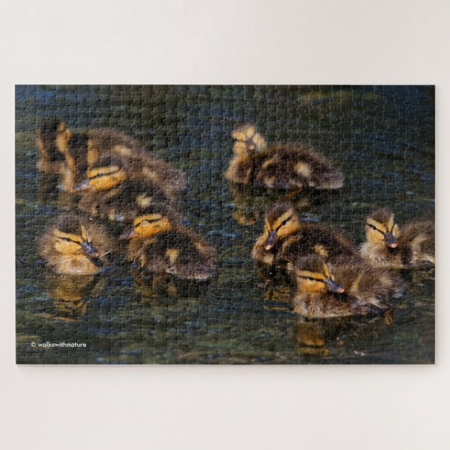 Floating Living Corks: 9 Cute Mallard Ducklings Jigsaw Puzzle (Horizontal)