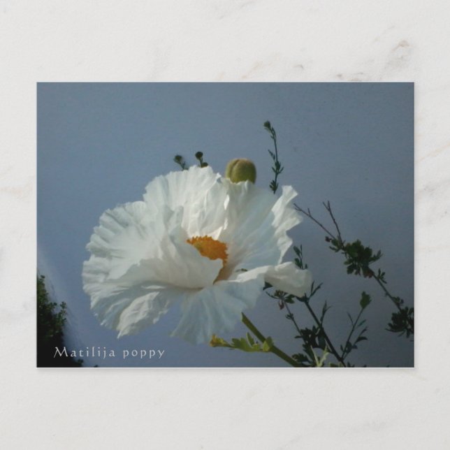 Floating Matilija Poppy Postcard (Front)