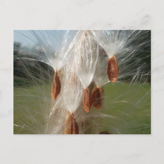 Floating Milkweed Seeds Art Print/Graphic Postcard (Front)