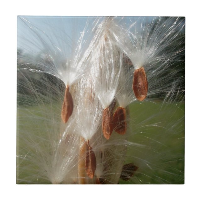 Floating Milkweed Seeds Art Print/Graphic Tile (Front)