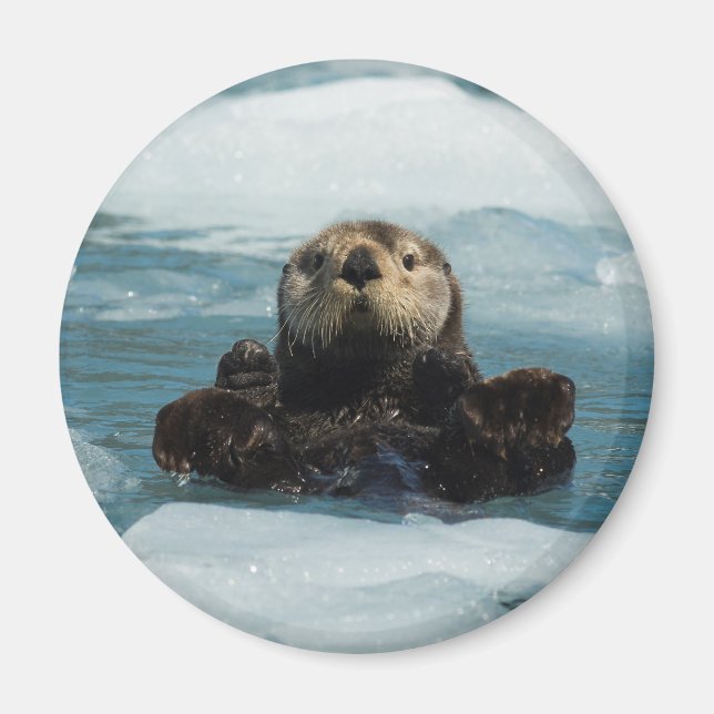 Floating Otter Magnet (Front)