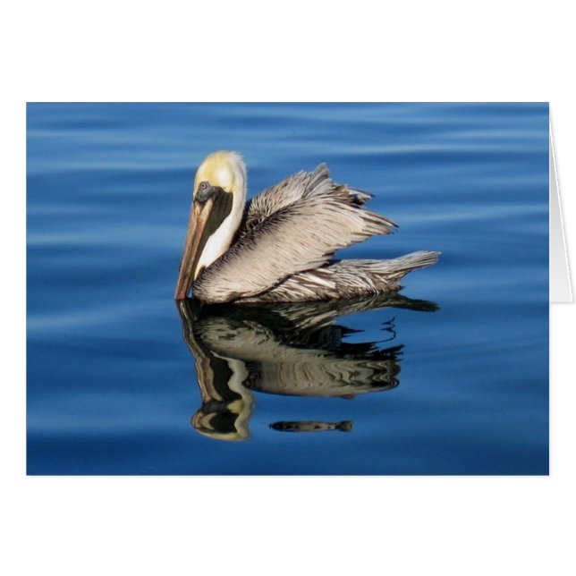 Floating Pelican (Front Horizontal)
