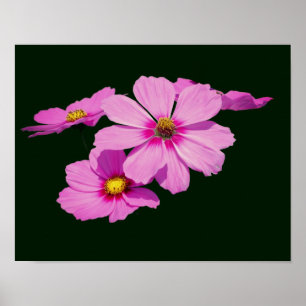 Floating Pink Cosmos Flowers Poster