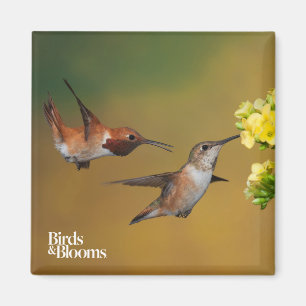 Floating Rufous Hummingbird Magnet