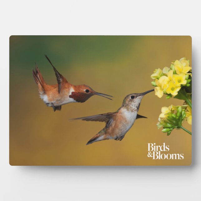 Floating Rufous Hummingbird Plaque (Front)